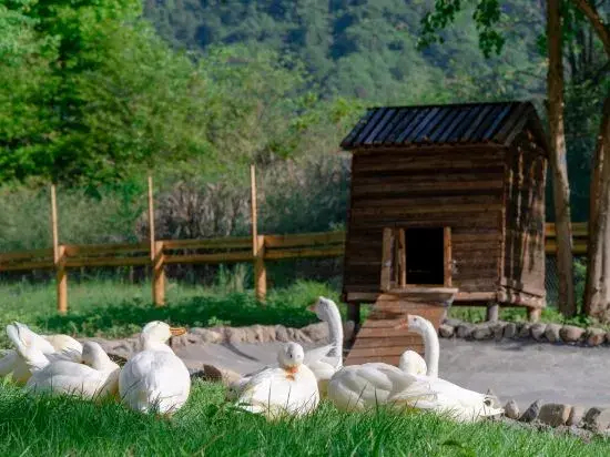 Ziyoujia · Tree house World - фото 17