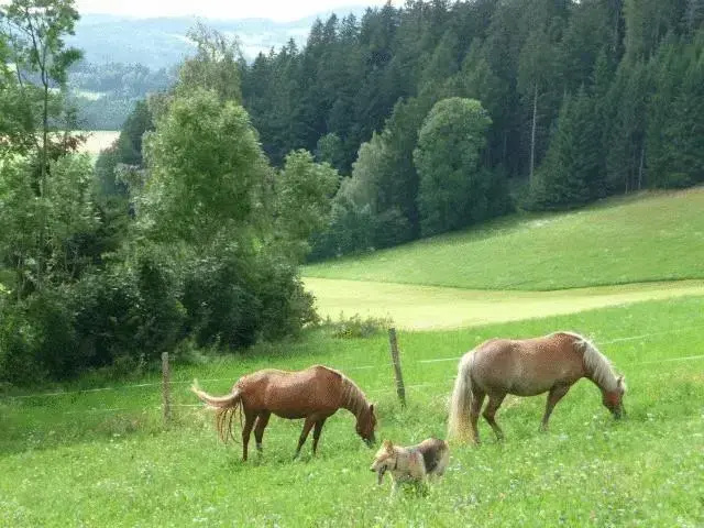 Haus Sanitas - Général