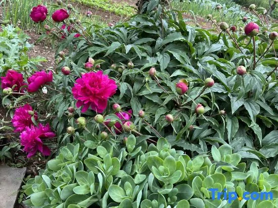 Changhai Guanglu Island Tianyuan Xianju Homestay