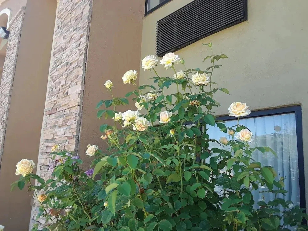 Quality Inn Suites Near University Nm