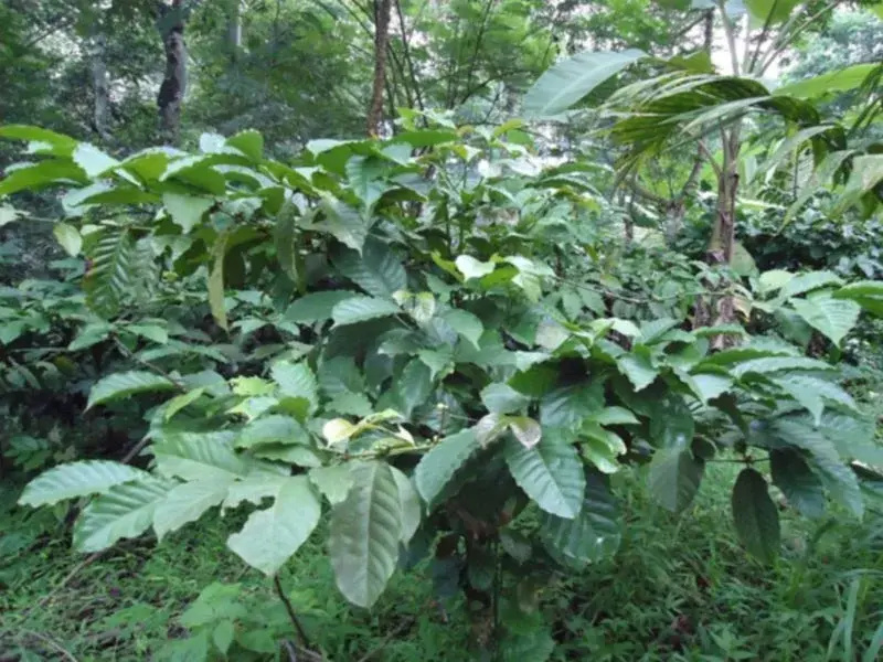 Spice Garden Farm House