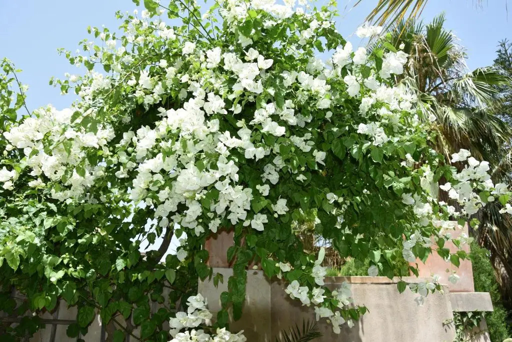 Ca'n Roses - Chambres