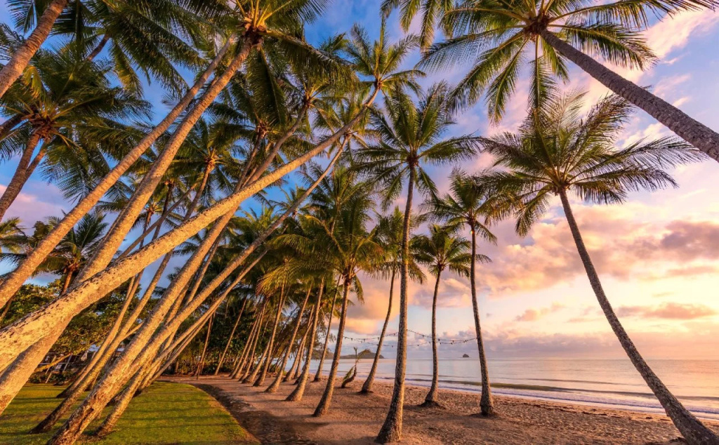 Drift Palm Cove - Général