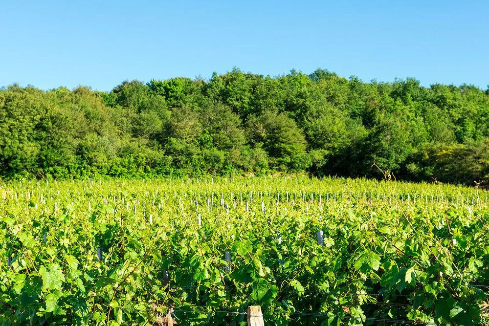Carrion Cuisine Hôtel & Spa - Général