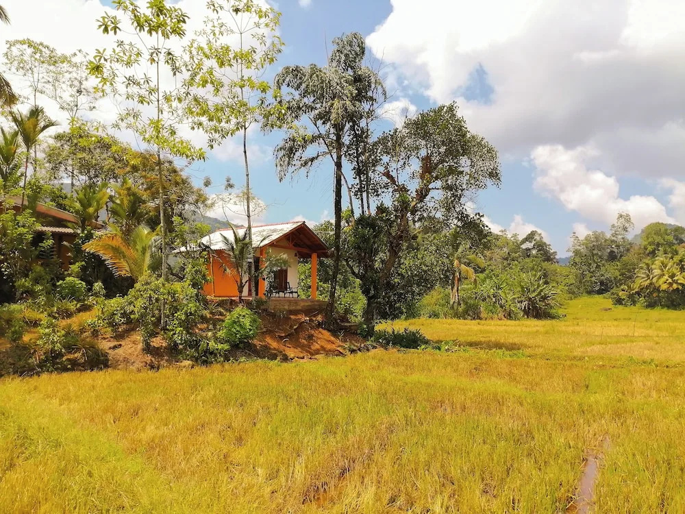 Forest & Fields Sinharaja