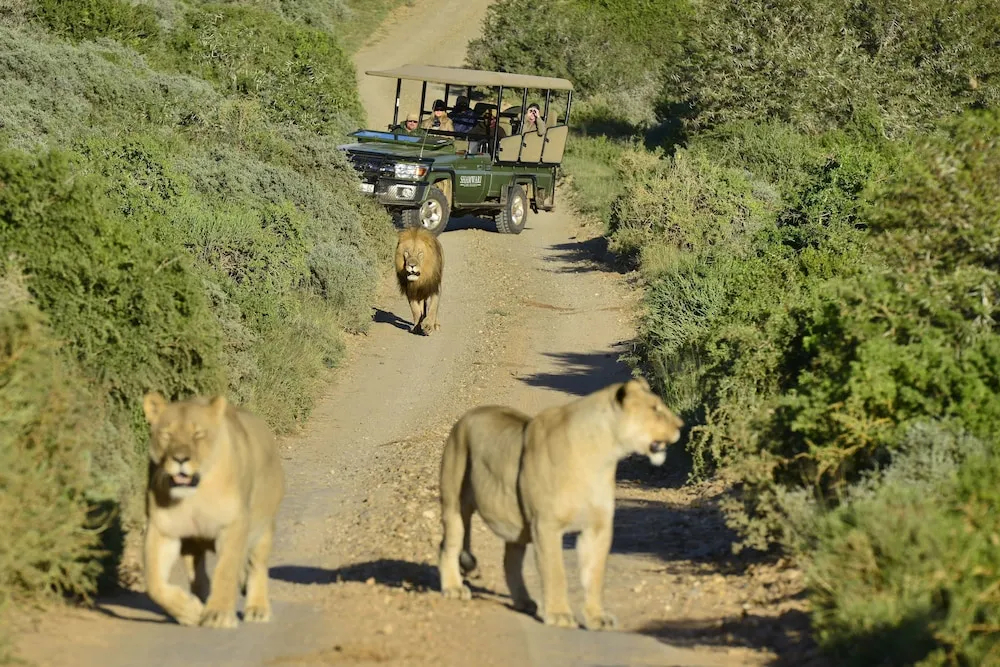 Shamwari Sarili Lodge - фото 47