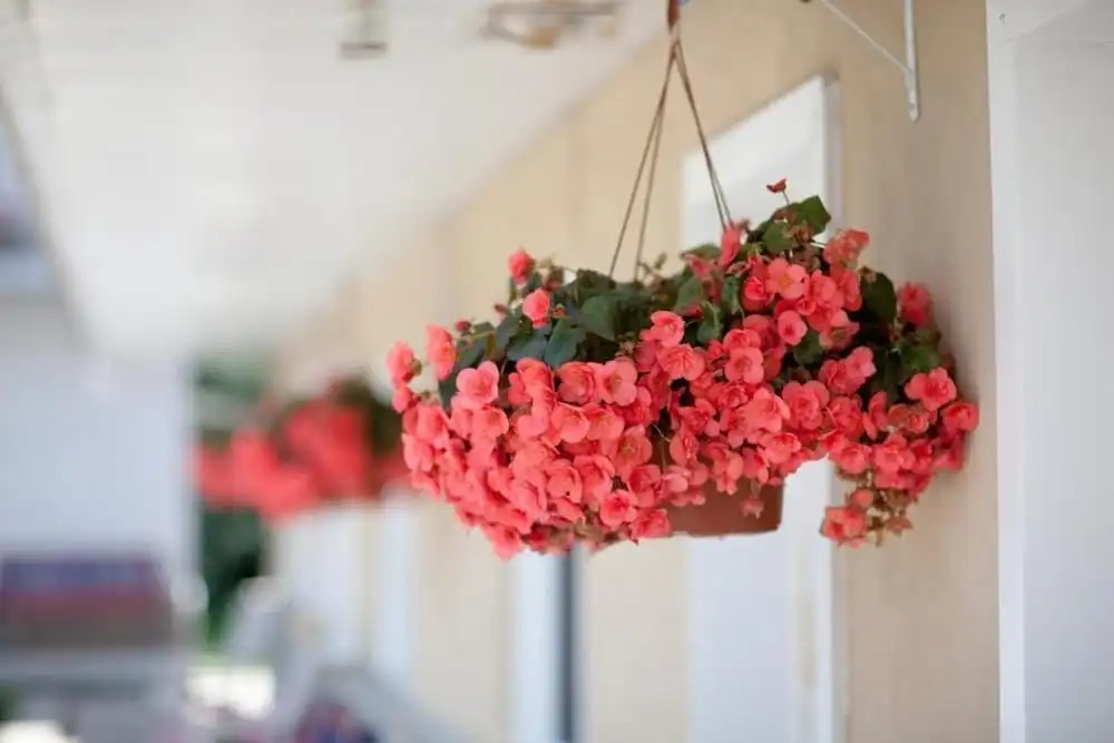 Balcony & Terrace