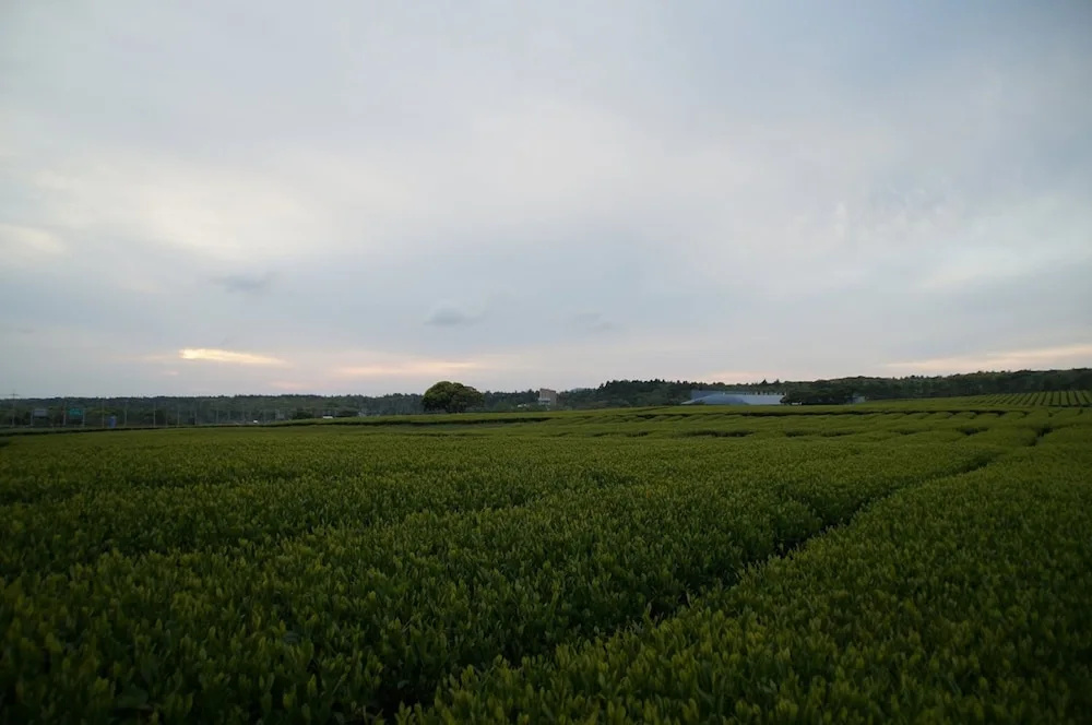 Jeju Aerospace Hotel - Chambres