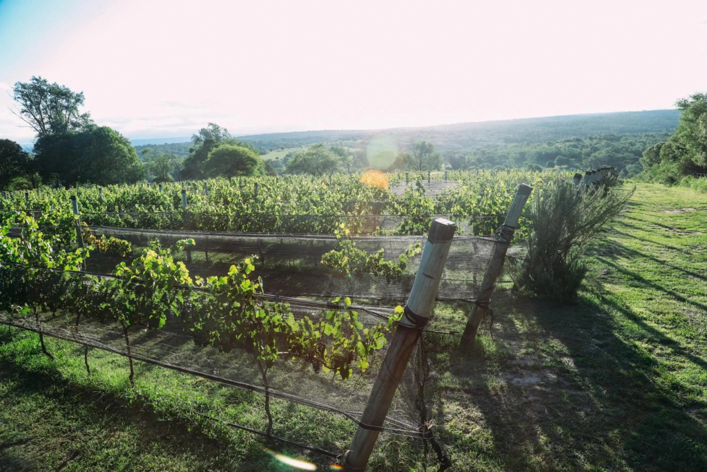 Cabaña Modestita PuDuam Vineyard