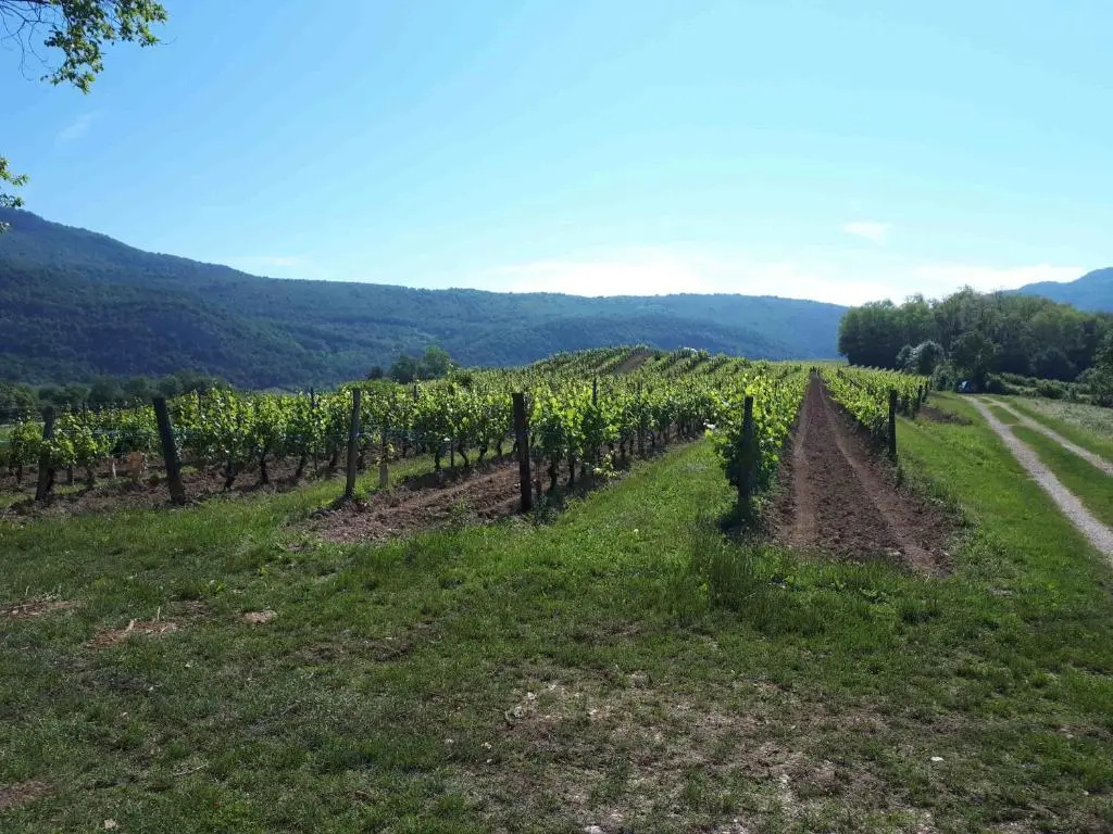 Gîte entre Vignes et Montagne