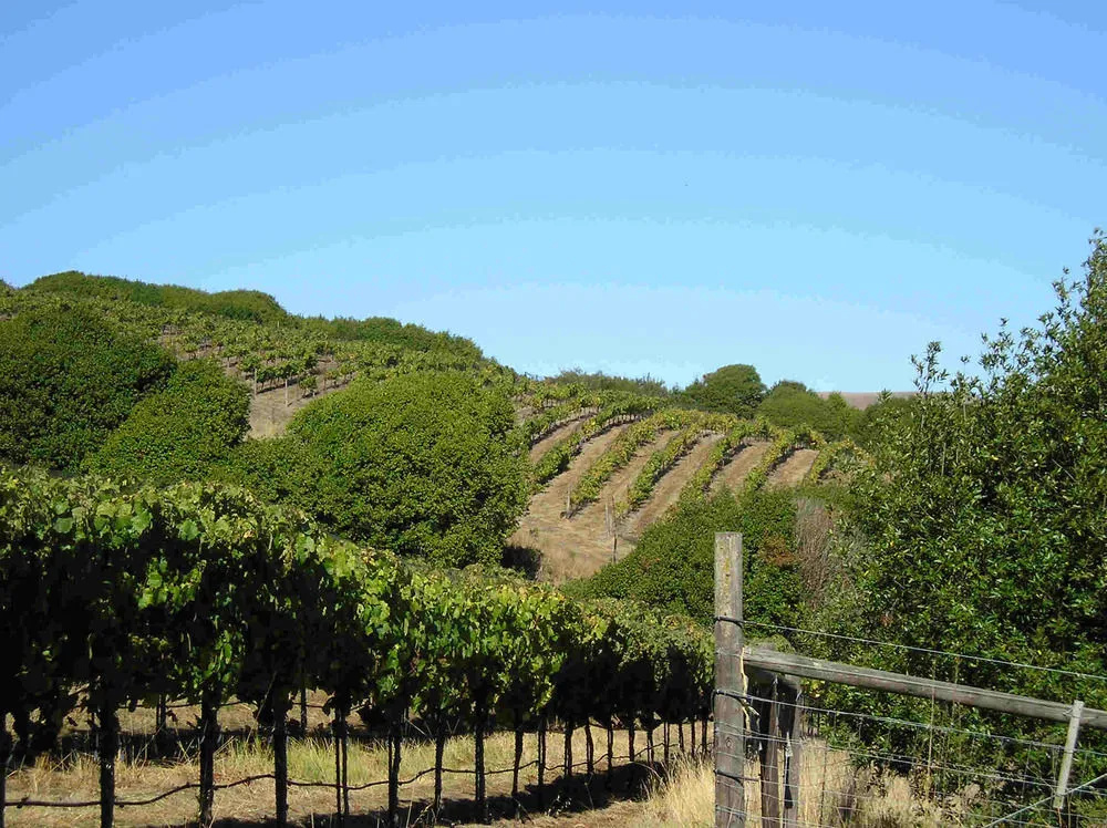Point Reyes Vineyard Inn 1