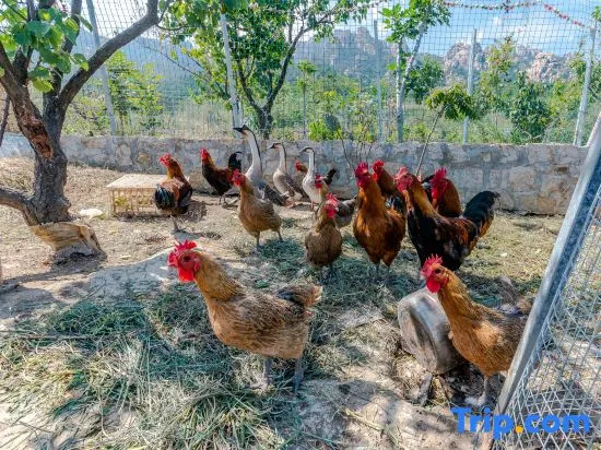 Qingdao Qijing Courtyard Homestay (Laoshan Scenic Area Yankou Seawater Bathing Beach) in Qingdao