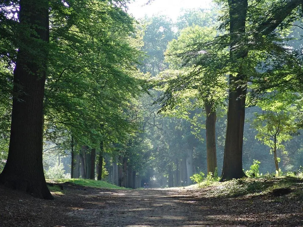 Luxe Safaritent 6 persoons op Camping Rijsterbos