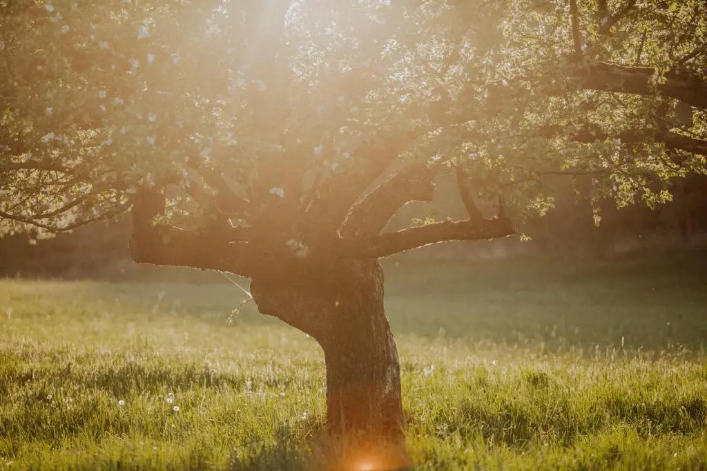 Kosbor Panzió - фото 7