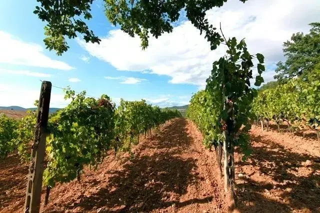 Rascioni & Cecconello