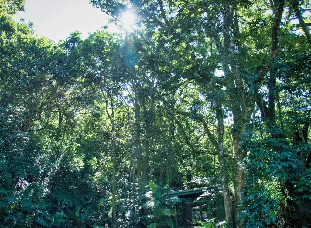 Jaguarundi Lodge - Chambres