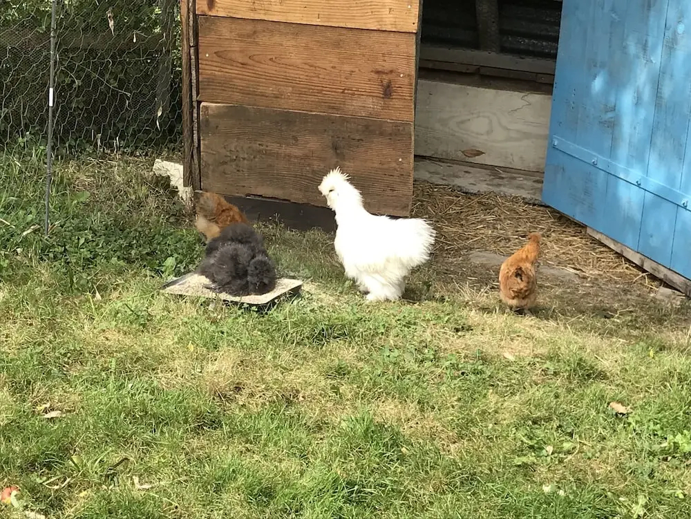 Chambres Bambou & Corail & Music