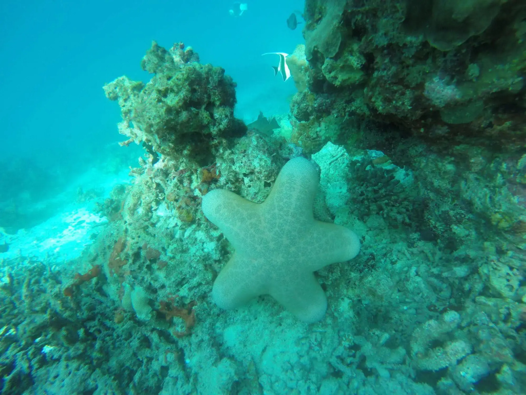 White Sand Lodge at Maafushi - Général