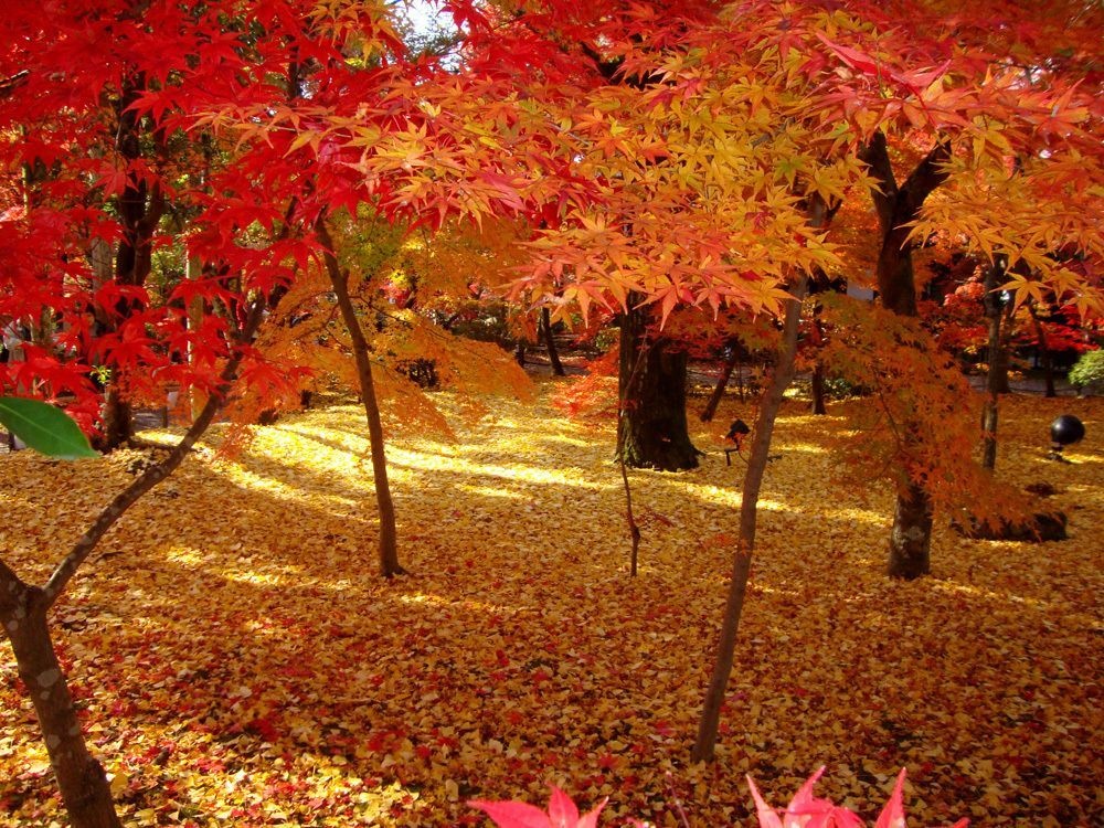 Kyoto Stay SAKURA Toji West 2 사진 11