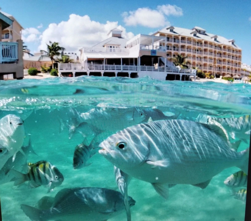 Morritts Tortuga Club - фото 29