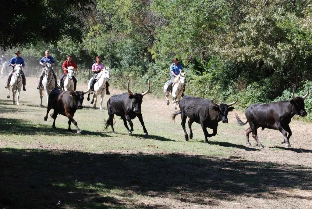 Voir la photo 3 — La Nanou'che (roulotte en Camargue)
