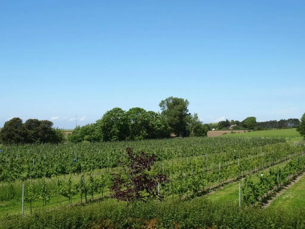 Standard Double room with garden view full double bed