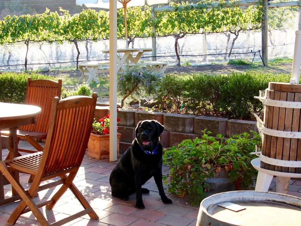 Every Man and His Dog Vineyard - фото 12