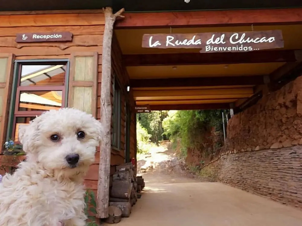La Rueda del Chucao