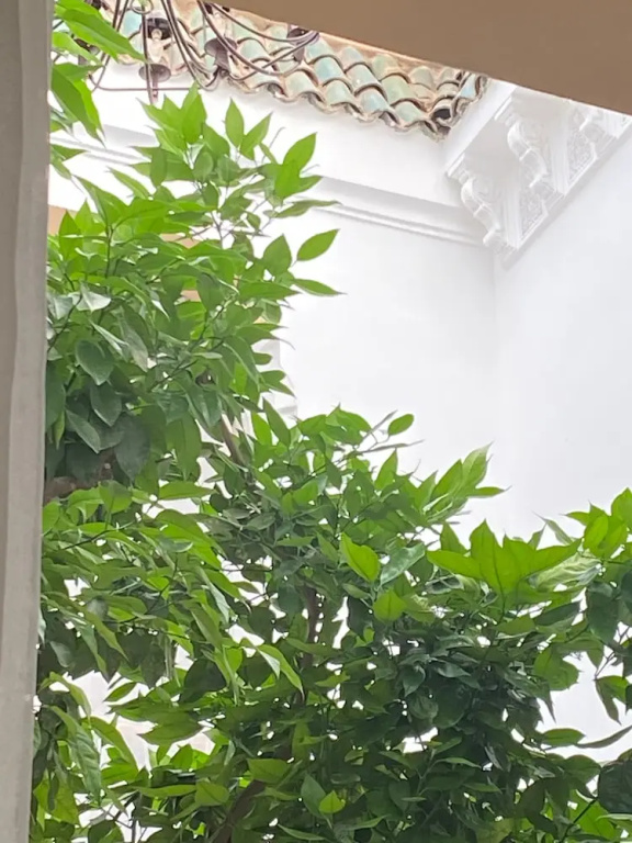 Riad Les Orangers d'Alilia - Chambres