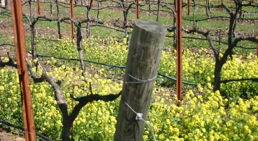 Justin Vineyards & Winery - Général