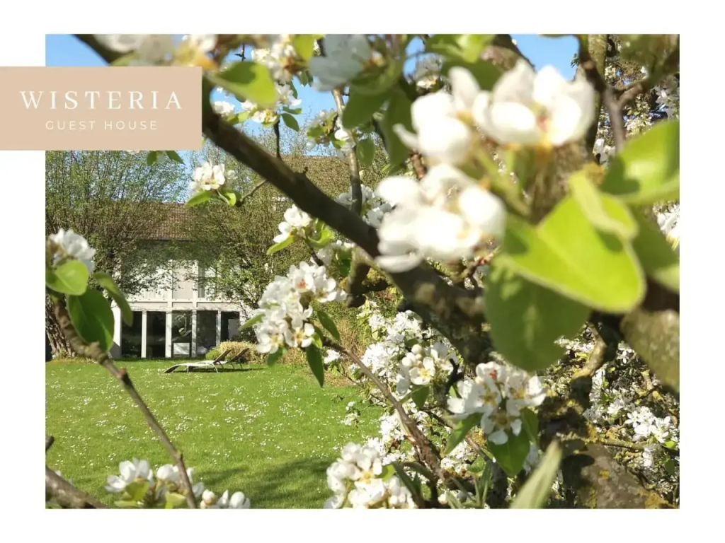 Wisteria Guest House - фото 17