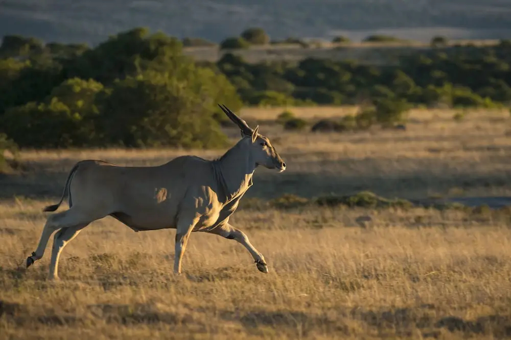 Shamwari Sarili Lodge - фото 50