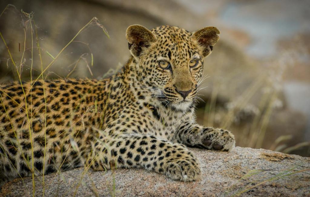Lion Sands Narina Lodge by null