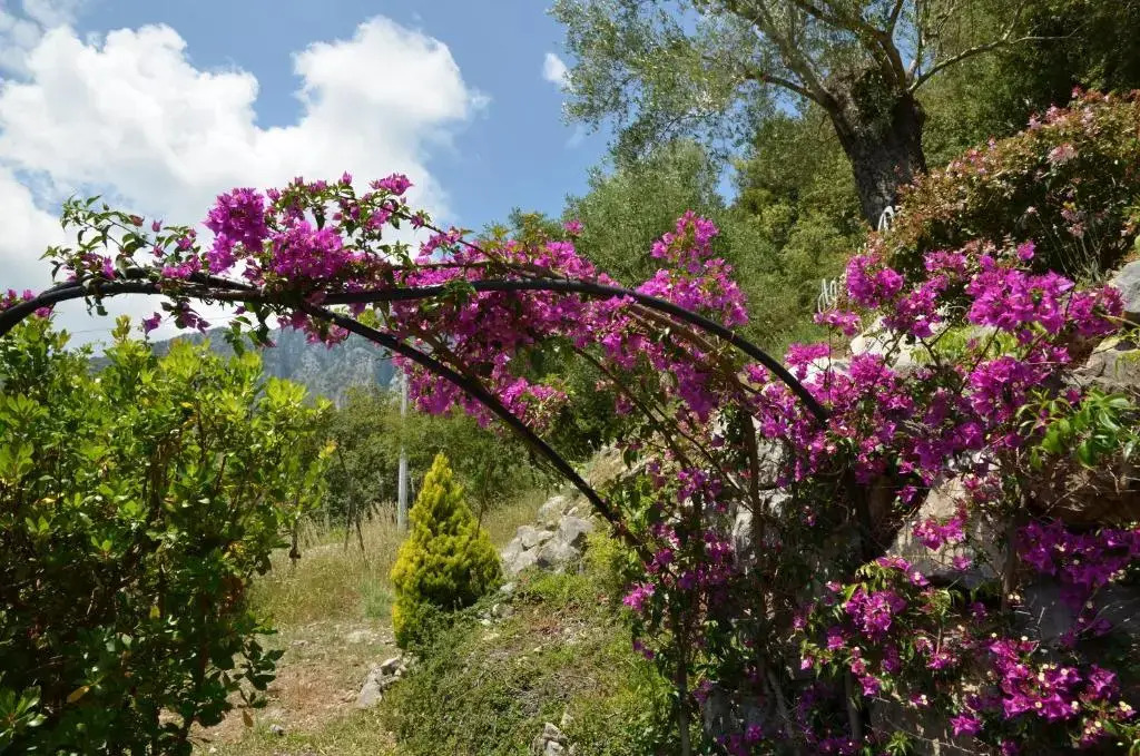 Agrestis Domus - фото 8