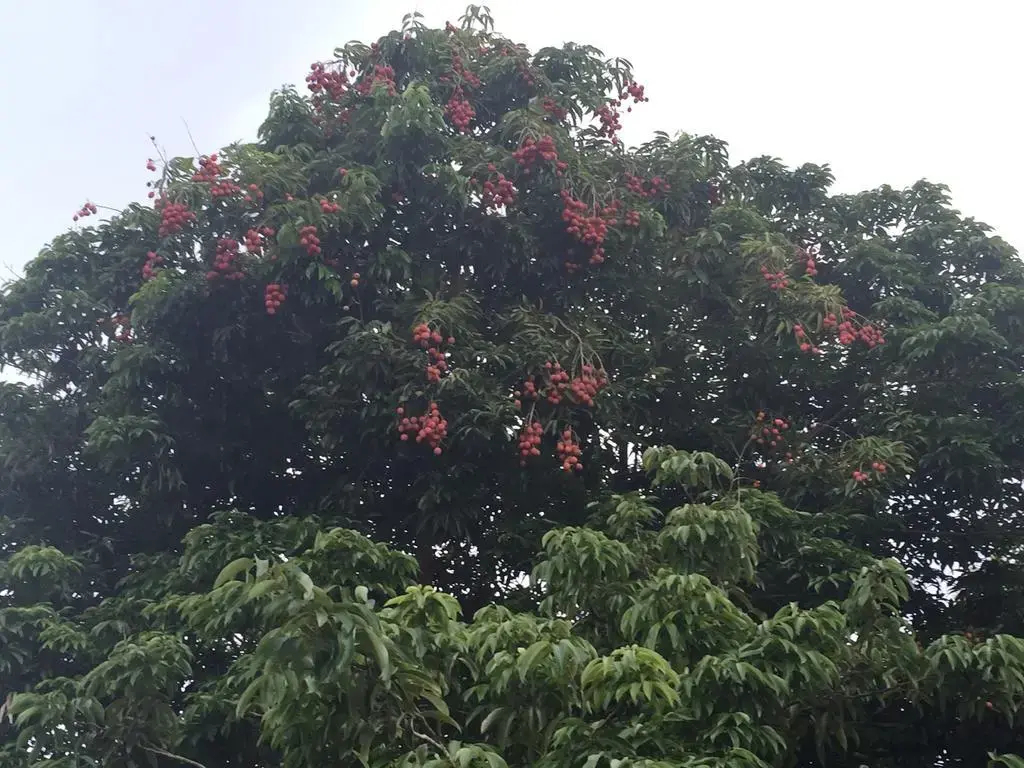 Le Lambablanc - фото 11