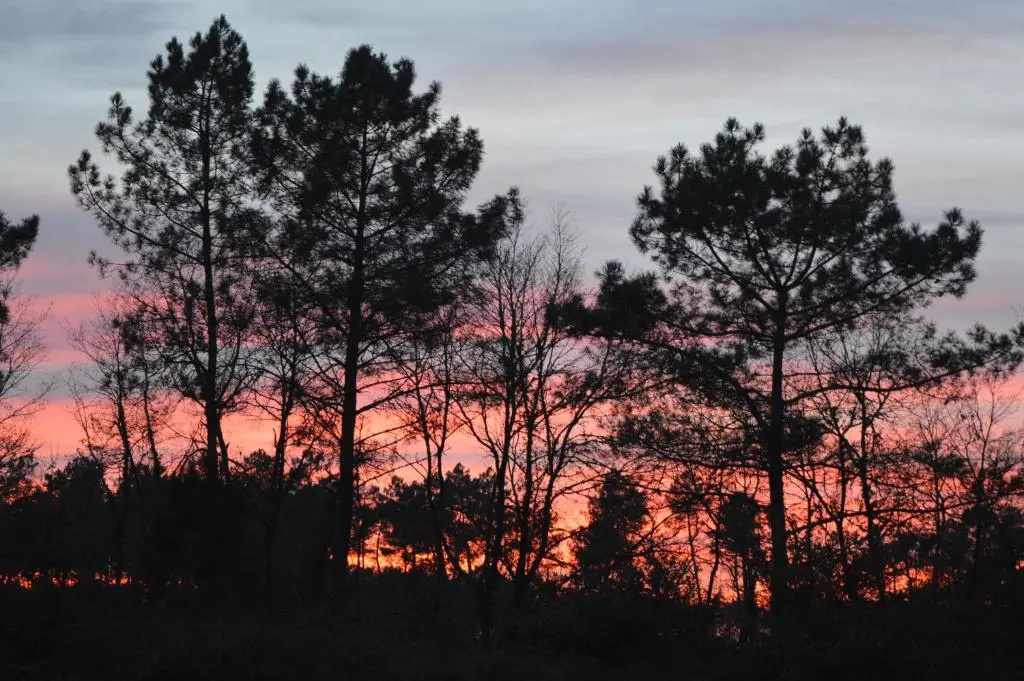 Voir la photo 2 — Cabane en forêt