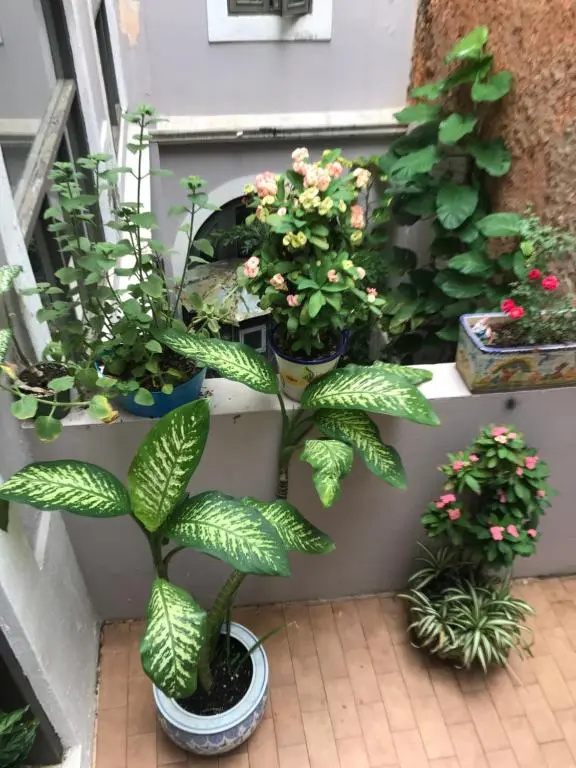 The Willow Apartment and The Garden Apartment at Casa of Essence located in Old San Juan