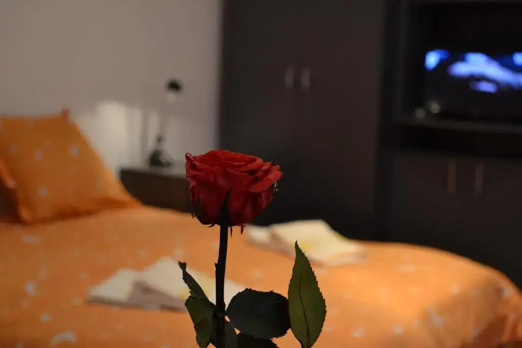 Victoria Studio - Chambres