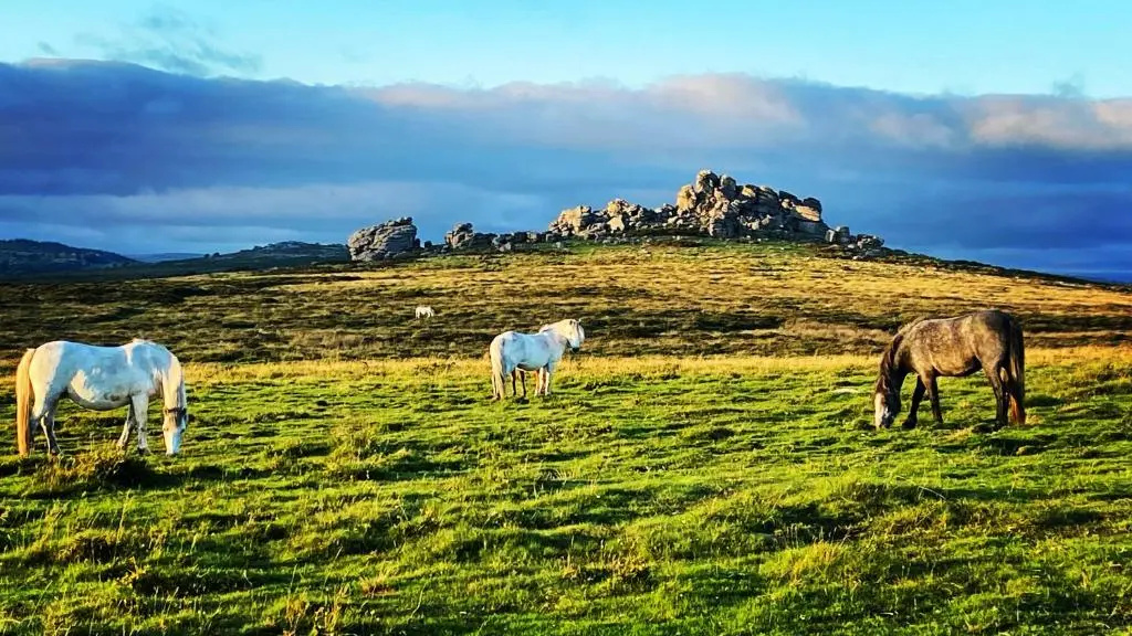 Art Holidays with artist and Illustrator Dartmoor National park