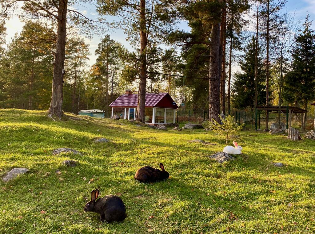 карманово московская область. эко хутор ряйсяля. эко-хутор ряйсяля-райский сад. ряйсяля база отдыха. база отдыха ряйсяля ленинградская область.