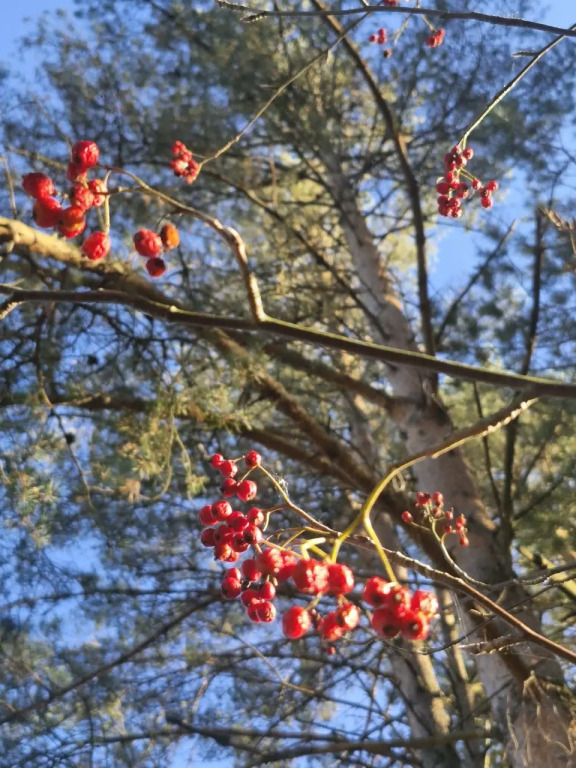 Частный дом Уединение в лесу - фото 27