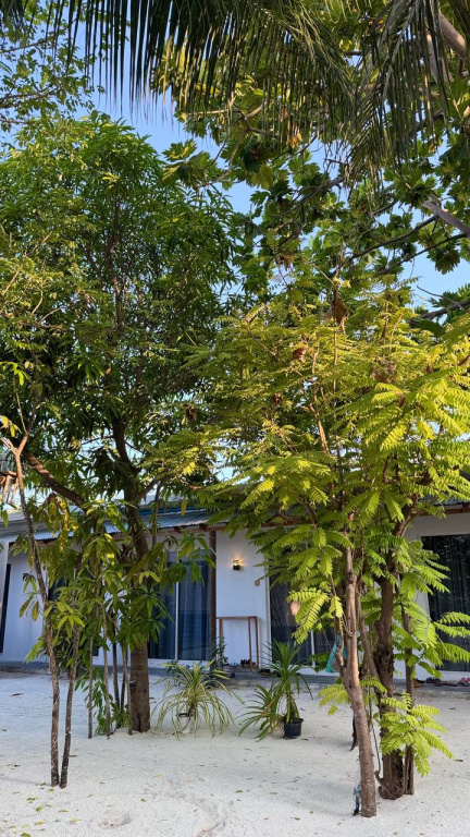 Island Serenity Guest house Dhiffushi — о. Діффуші, Мальдіви мініатюра 25