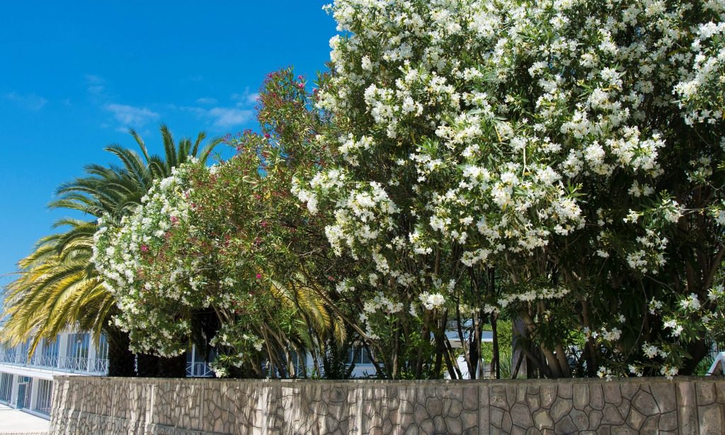 Пансионат Ларимар