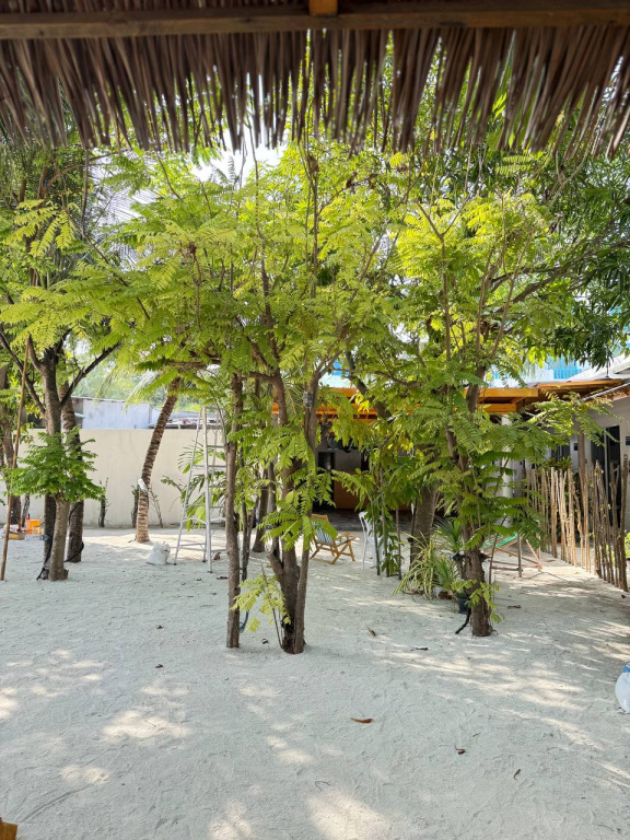 Island Serenity Guest house Dhiffushi — о. Діффуші, Мальдіви мініатюра 14