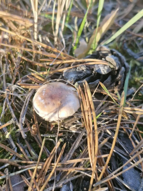 Частный дом Уединение в лесу - фото 24