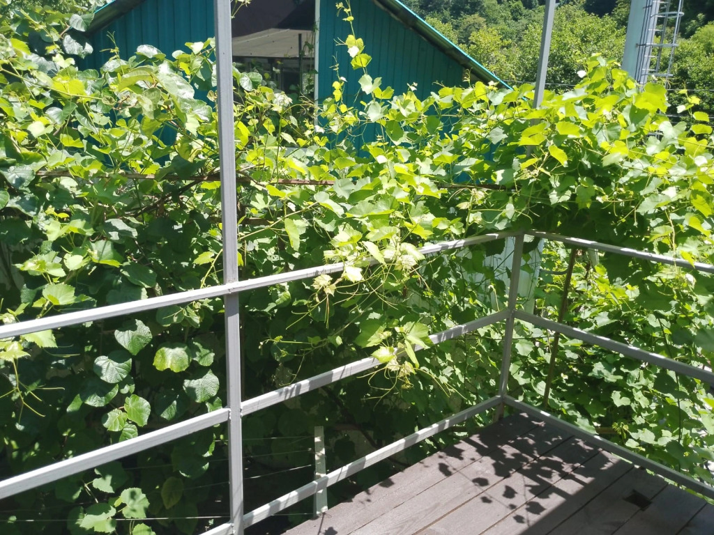 Двухместный номер Superior с балконом двуспальная кровать в Тихая гавань