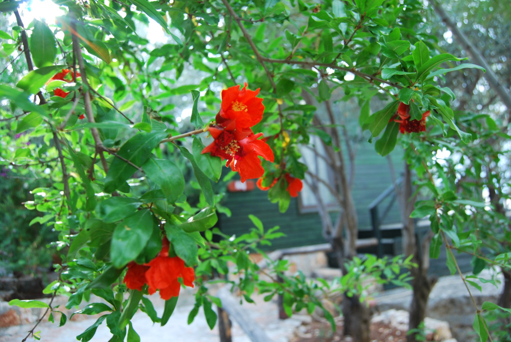 Бунгало Nuri's Beach - фото 7