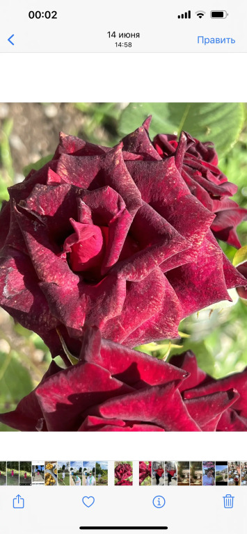 Номер Superior в У Асиды