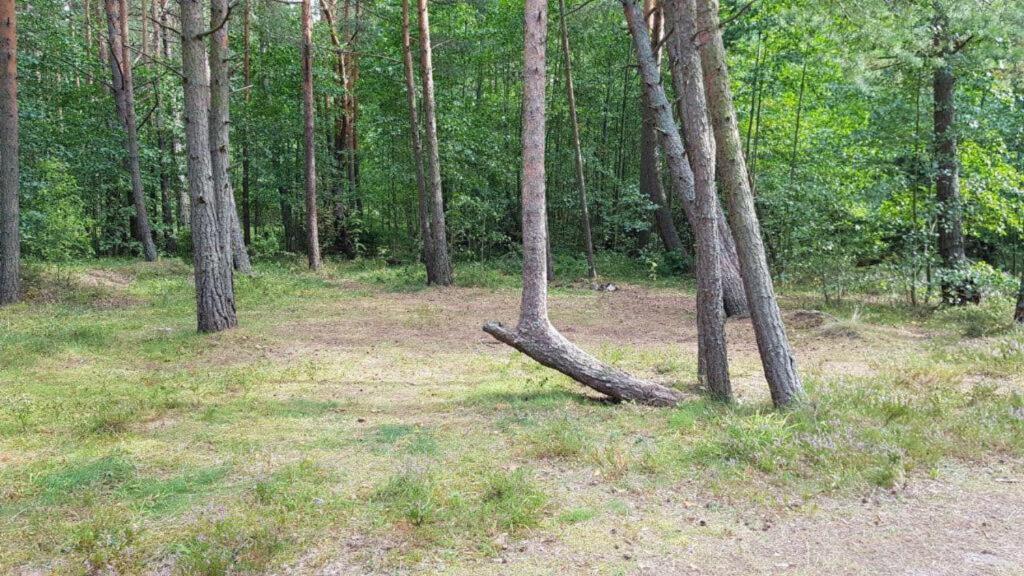 сосновый бор москва парк. сосновый бор серф. горячие источники тюмень сосновый бор. интернет сосновый бор. интернет сосновый бор.