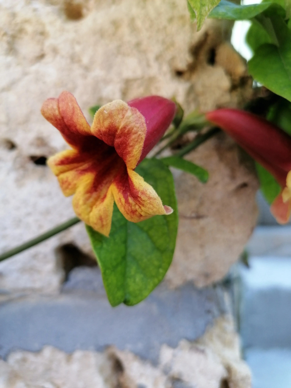 Частный Дом с Бассейном  с Видом на Азовское  Море - фото 12